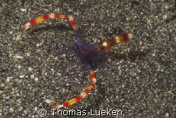 found in Lembeh, D200 by Thomas Lueken 